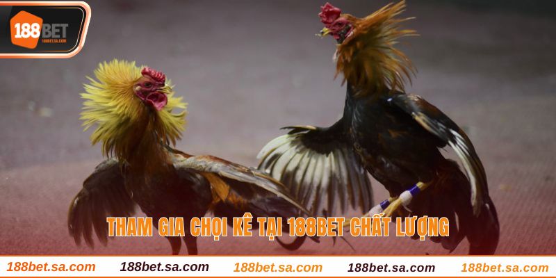 Đá Gà 188BET Sảnh Cược Uy Tín, Chất Lượng Hàng Đầu 3 Tham gia chọi kê tại 188BET chất lượng