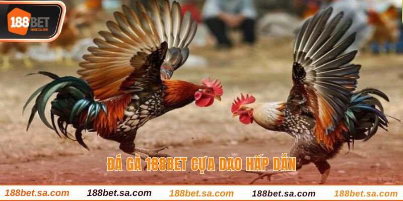 Đá Gà 188BET Sảnh Cược Uy Tín, Chất Lượng Hàng Đầu 4 Đá gà 188BET cựa dao hấp dẫn