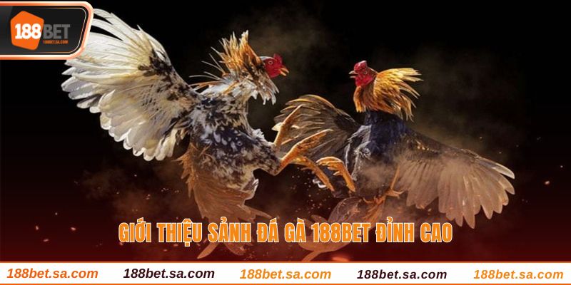 Đá Gà 188BET Sảnh Cược Uy Tín, Chất Lượng Hàng Đầu 2 Giới thiệu sảnh đá gà 188BET đỉnh cao